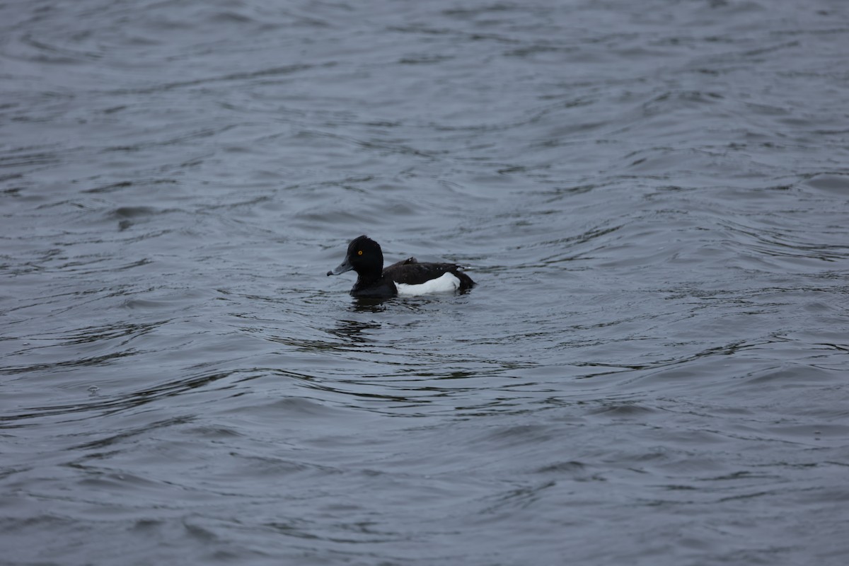 Tufted Duck - ML642667632