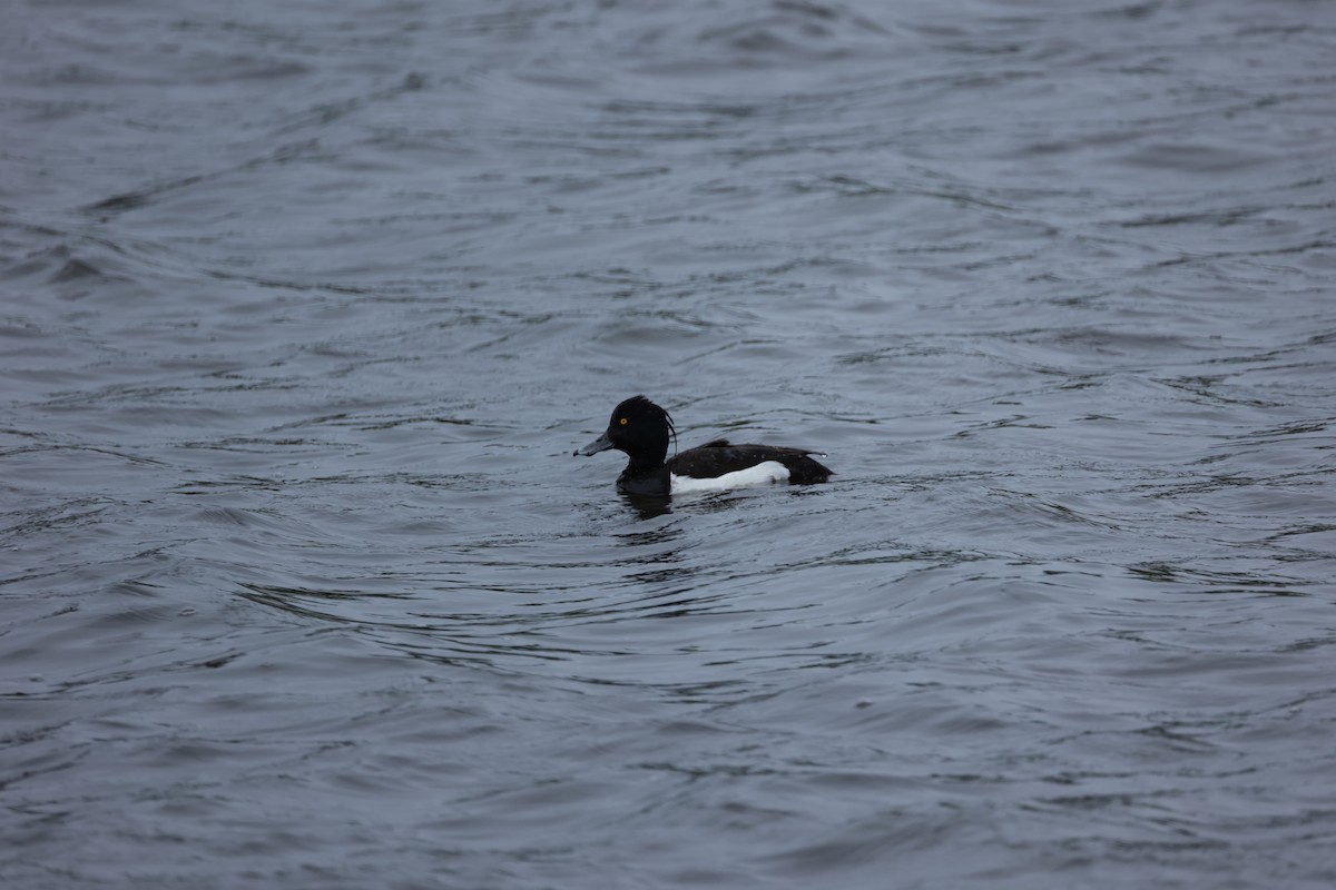 Tufted Duck - ML642667633