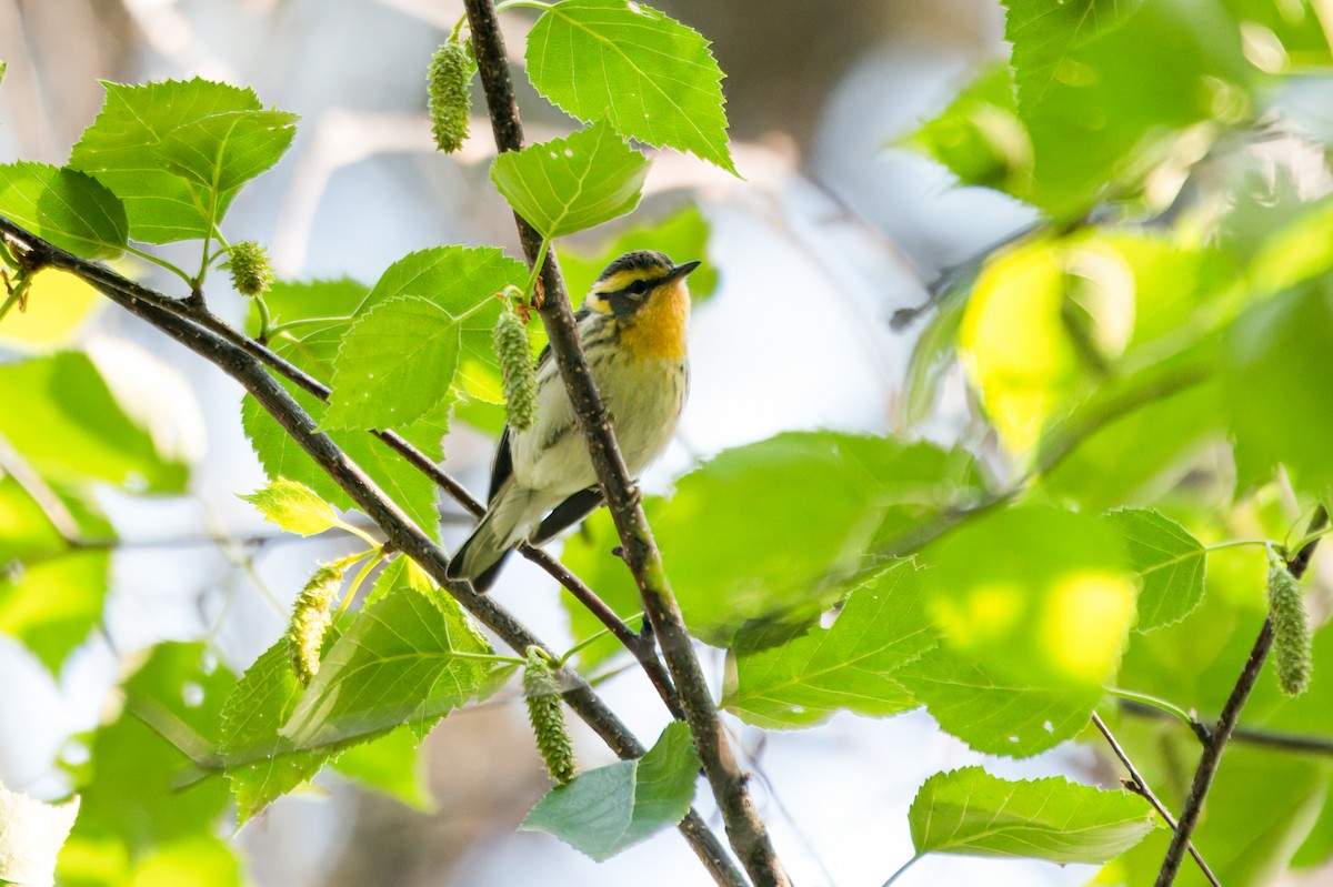 Blackburnian Warbler - ML642667647