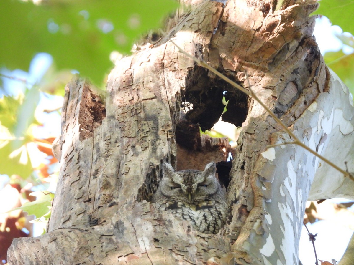 Eastern Screech-Owl - ML642667653