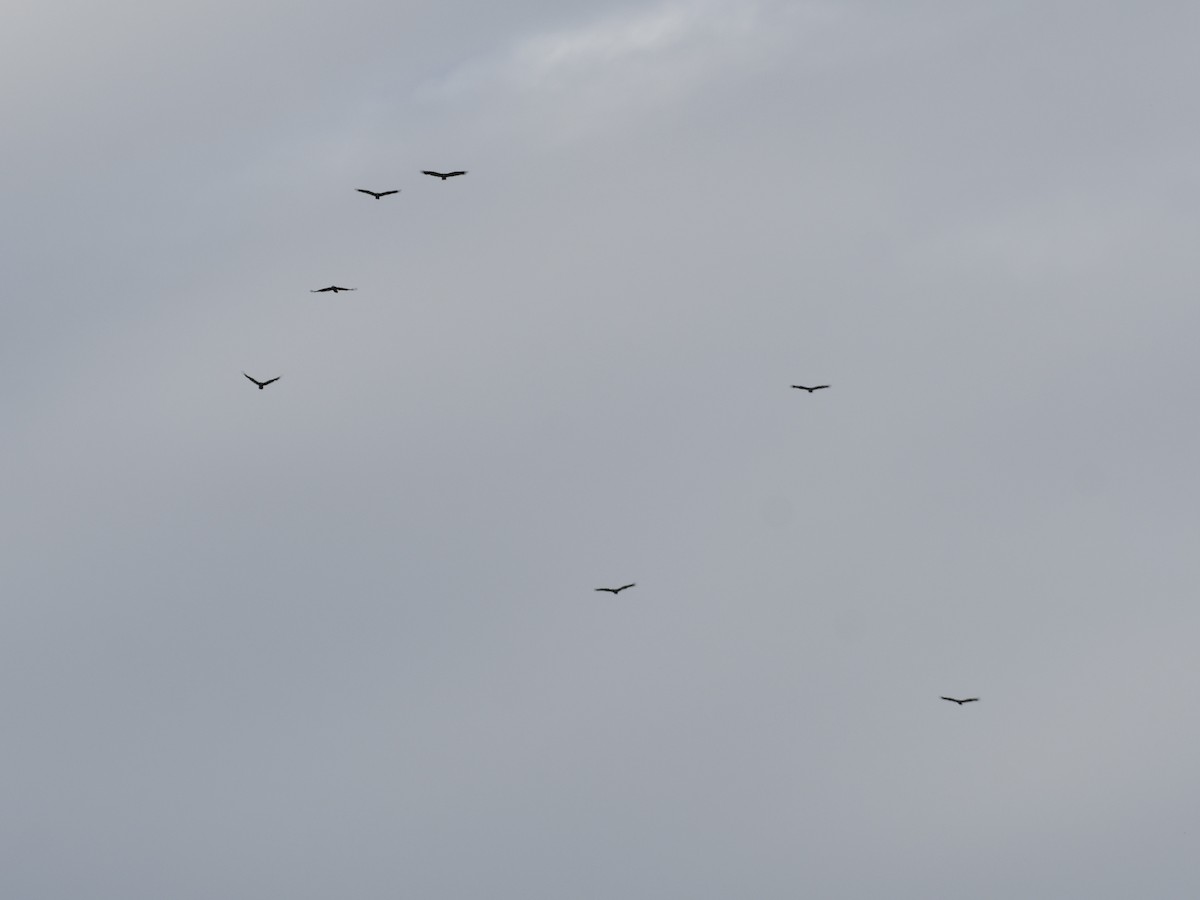 Turkey Vulture - ML642667663