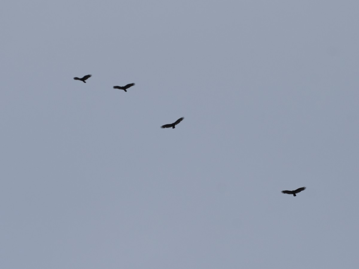 Turkey Vulture - ML642667664