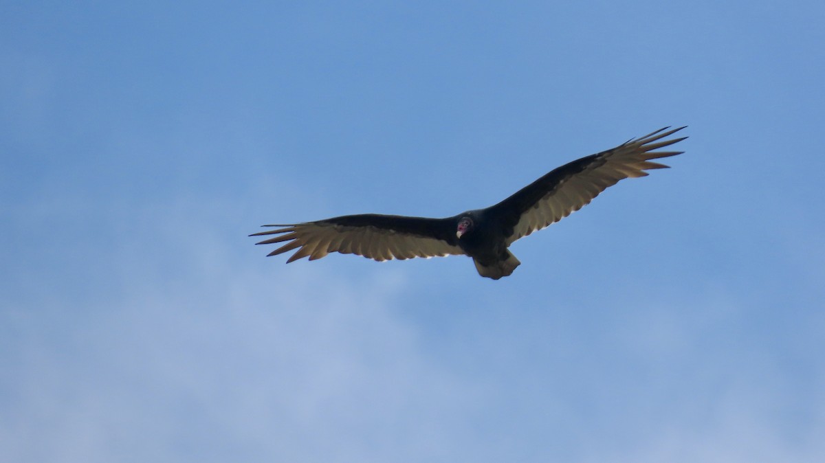 Turkey Vulture - ML642667667