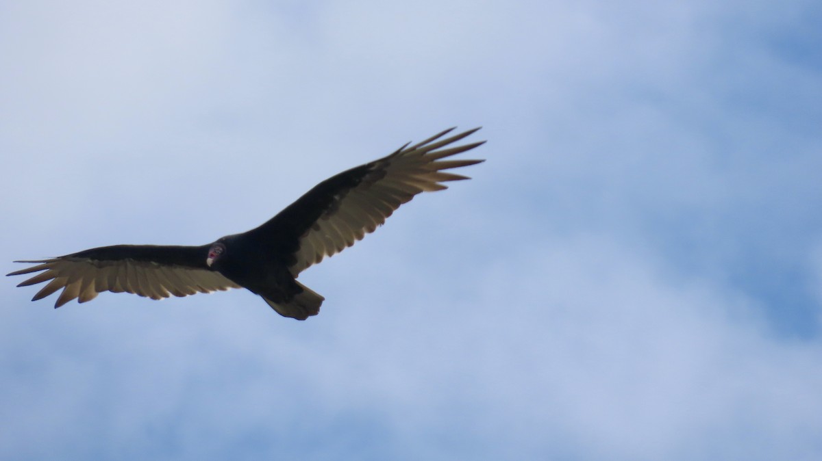 Turkey Vulture - ML642667675
