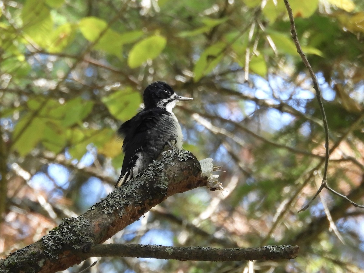 Black-backed Woodpecker - ML642667680