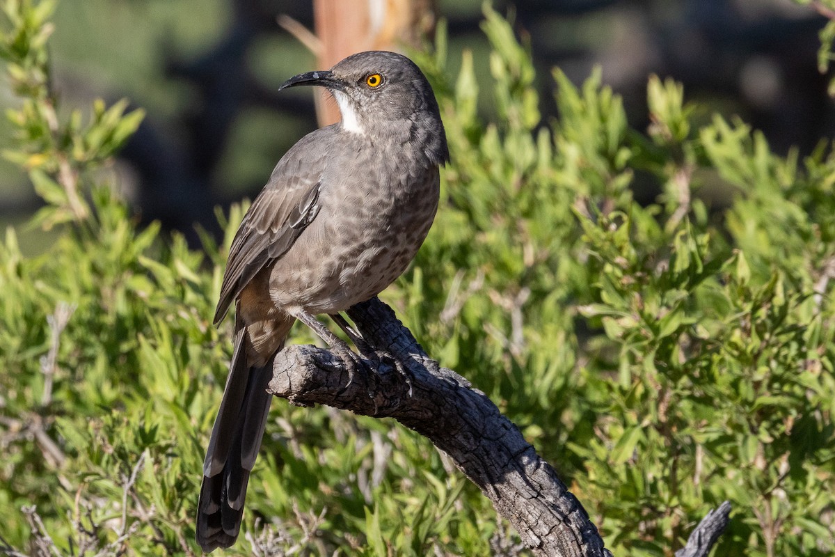 Curve-billed Thrasher - ML642667687