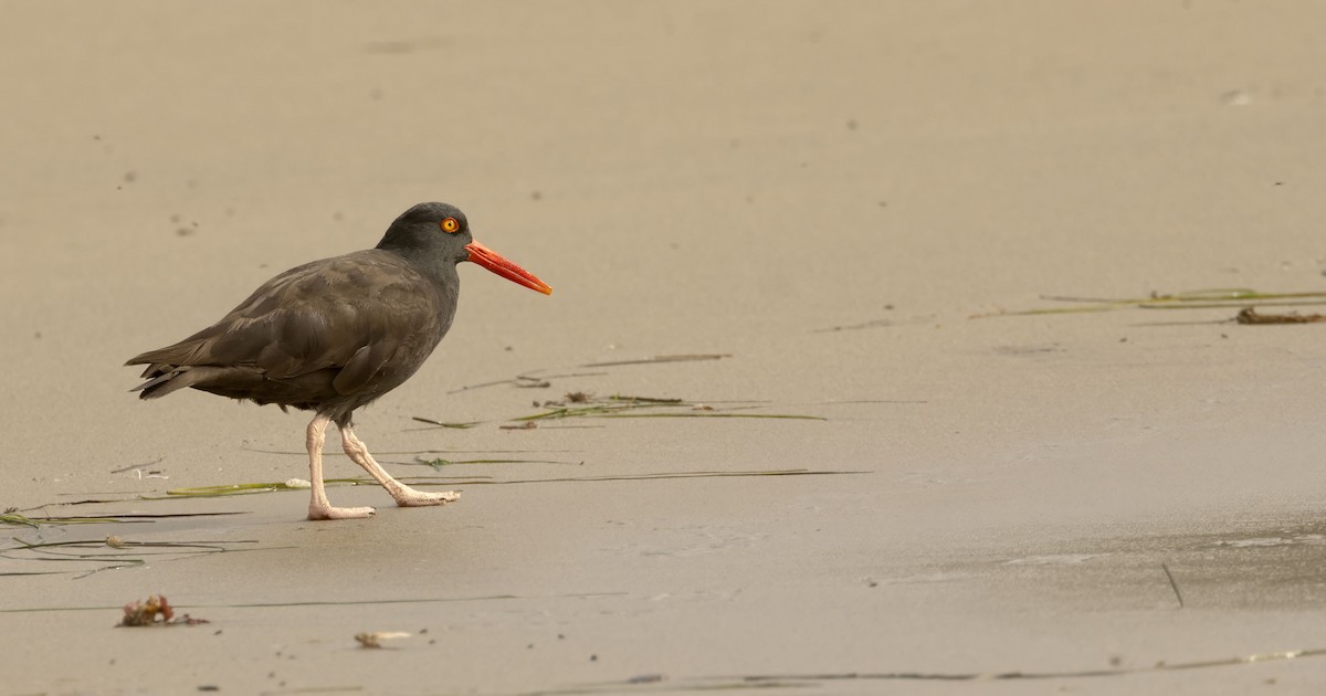 Black Oystercatcher - ML642667698