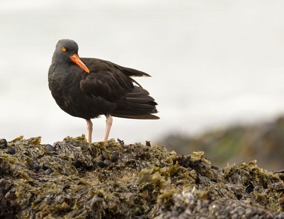 Black Oystercatcher - ML642667699