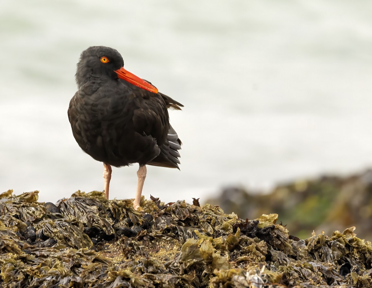 Black Oystercatcher - ML642667701