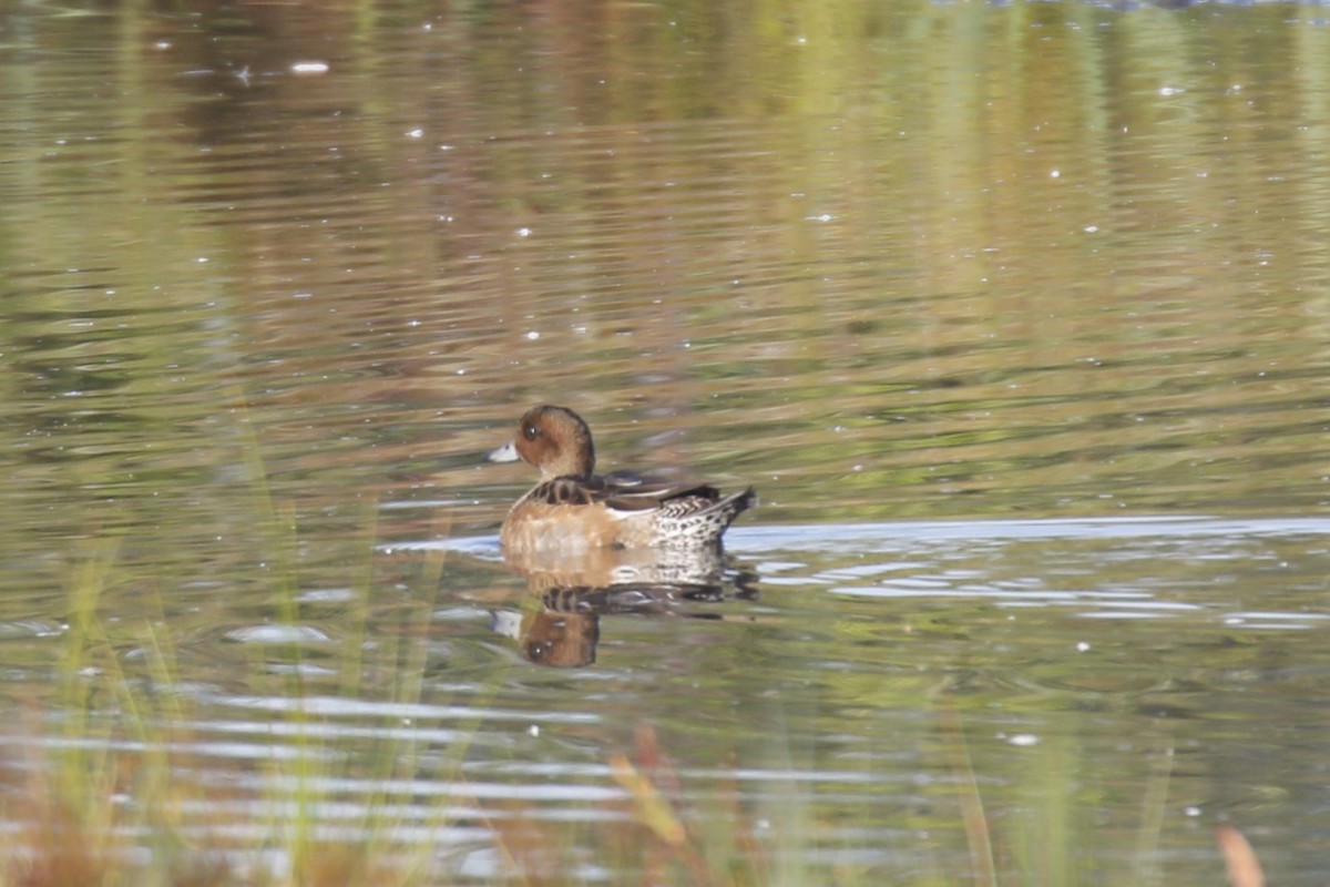 Eurasian Wigeon - ML642667702