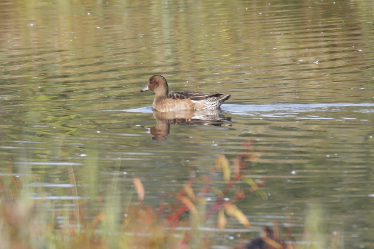 Eurasian Wigeon - ML642667703