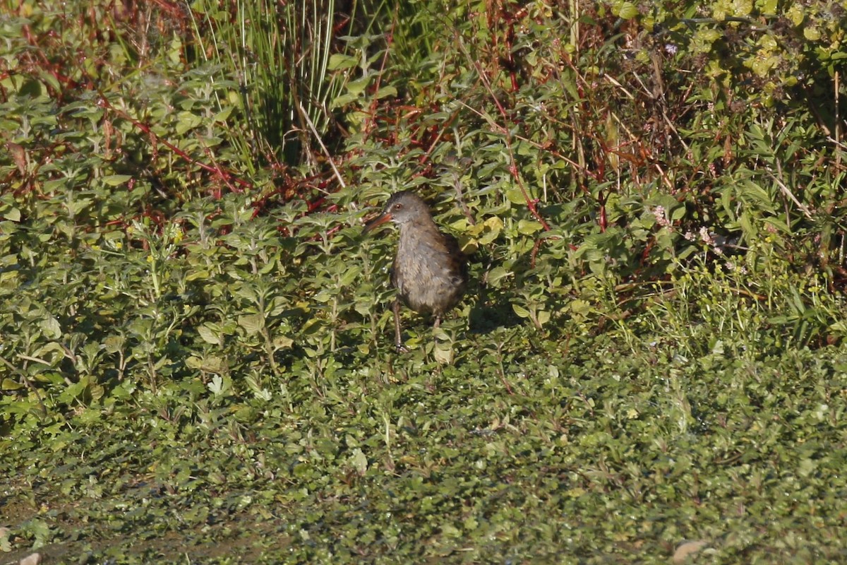 Water Rail - Kit Britten