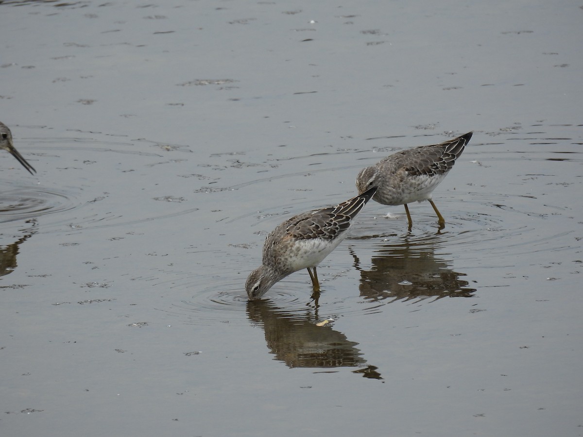 Stilt Sandpiper - ML642667730