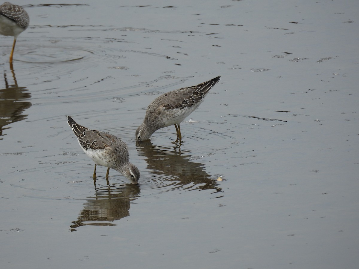 Stilt Sandpiper - ML642667737