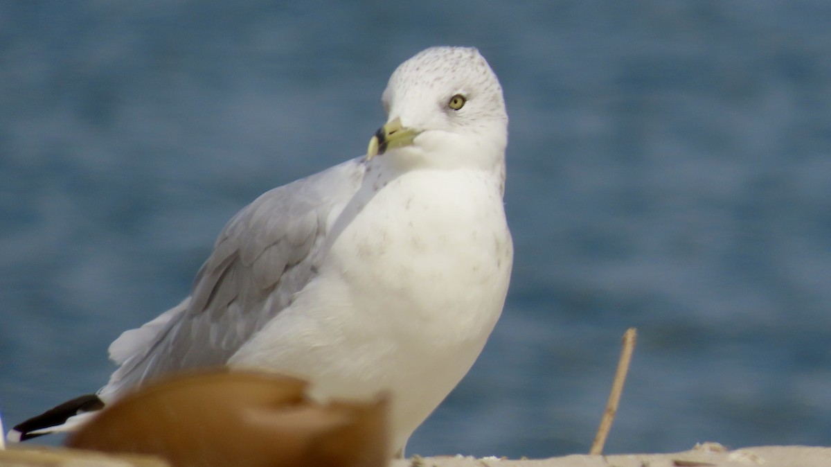 Ring-billed Gull - ML642667739