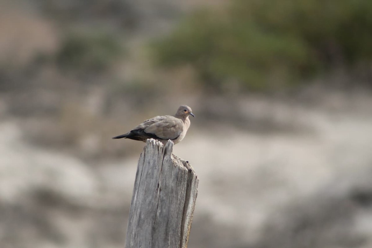 Black-winged Ground Dove - ML642667749