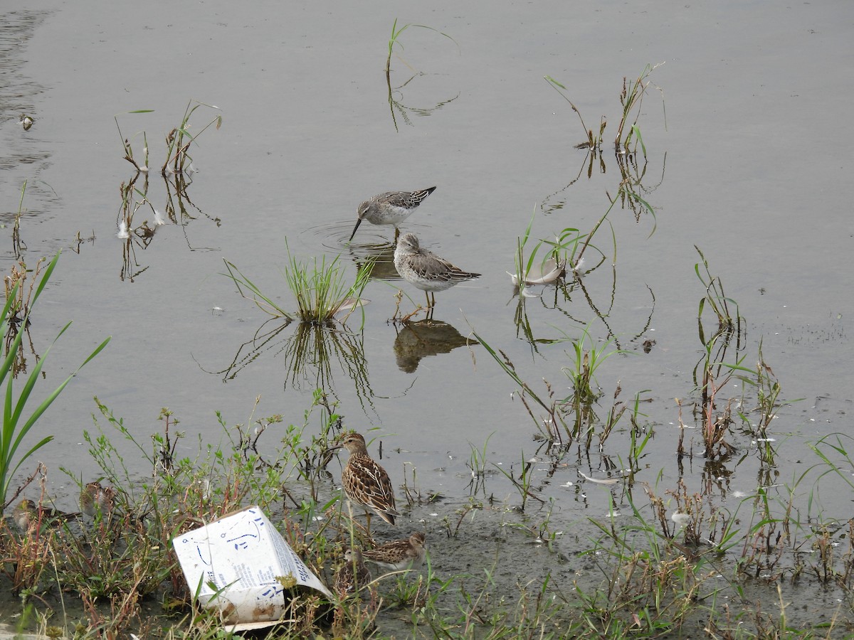 Stilt Sandpiper - ML642667750