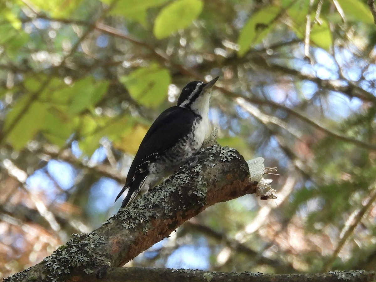 Black-backed Woodpecker - ML642667753