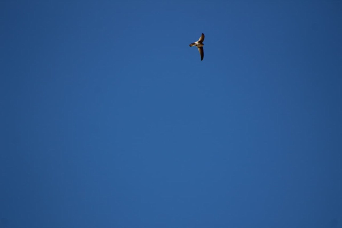 Andean Swift - ML642667766
