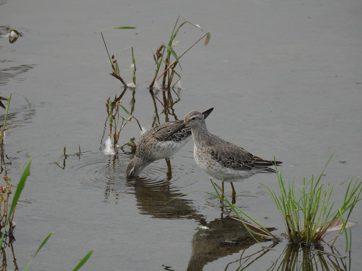 Stilt Sandpiper - ML642667775