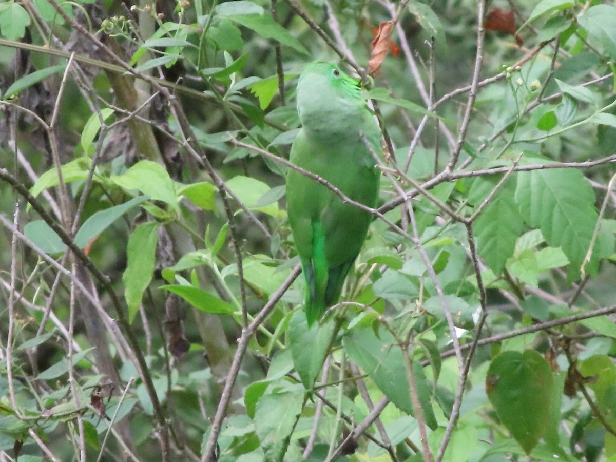 Green-rumped Parrotlet - ML642667791