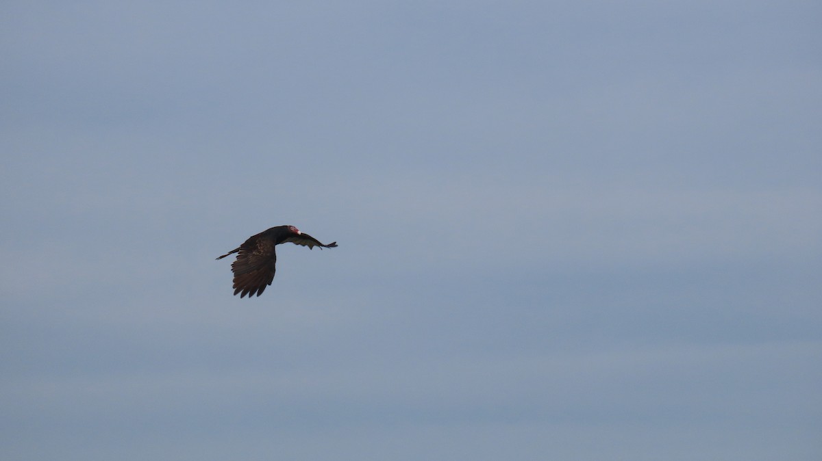 Turkey Vulture - ML642667795