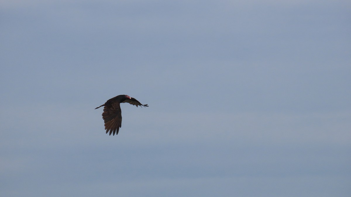 Turkey Vulture - ML642667803