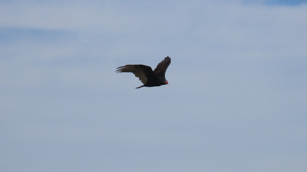 Turkey Vulture - ML642667805