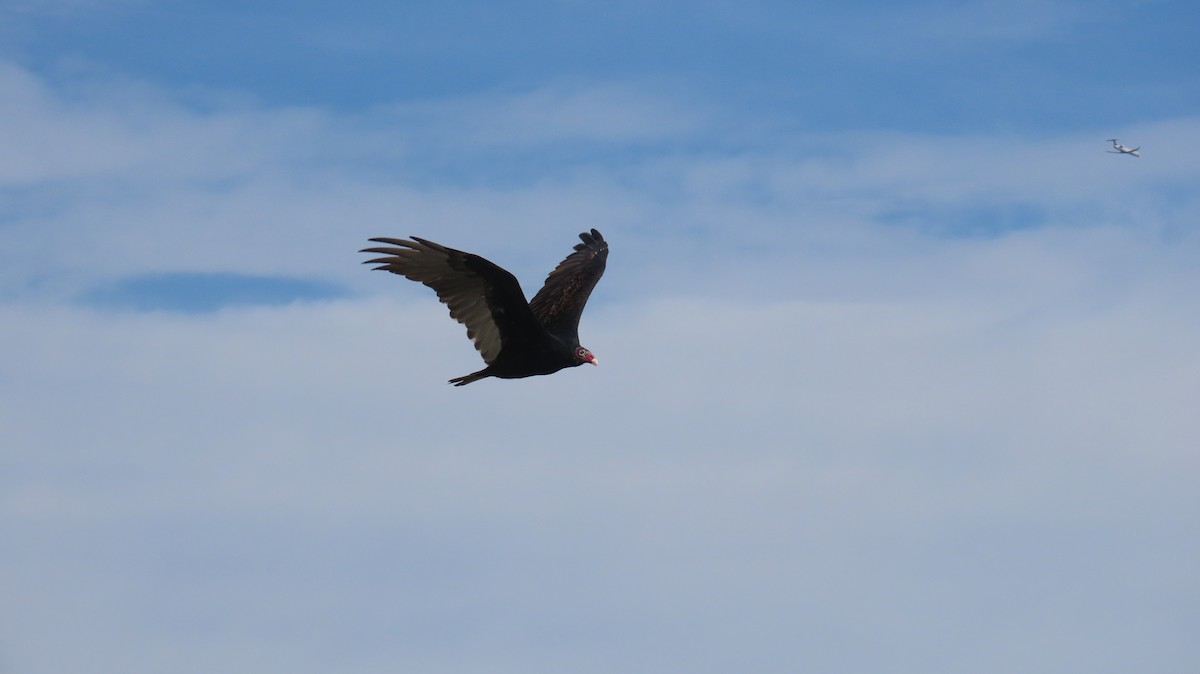 Turkey Vulture - ML642667806
