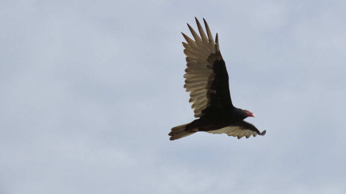 Turkey Vulture - ML642667813