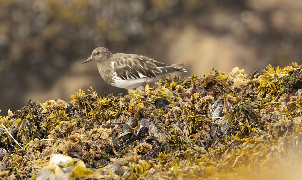 Black Turnstone - ML642667819