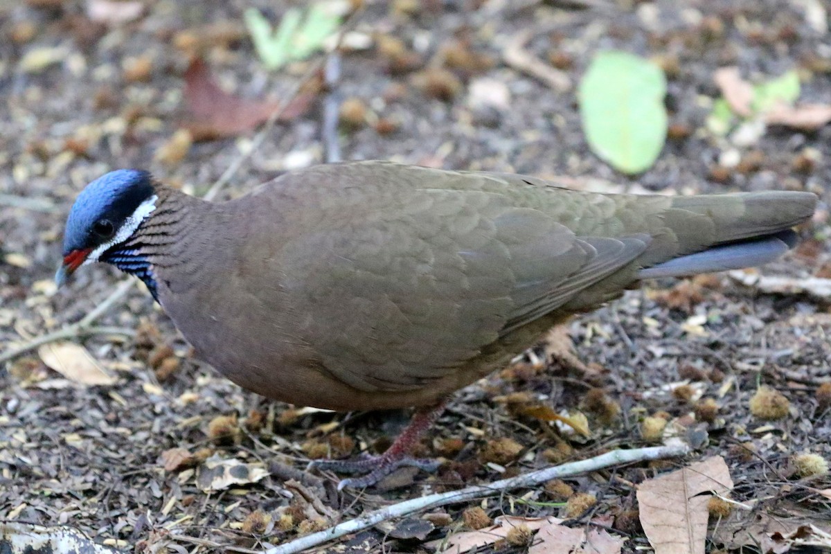 Blue-headed Quail-Dove - ML642667824
