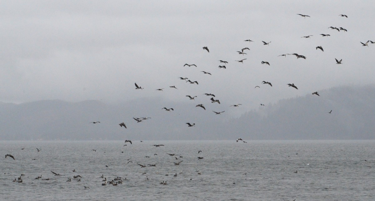 Brown Pelican - ML642667833