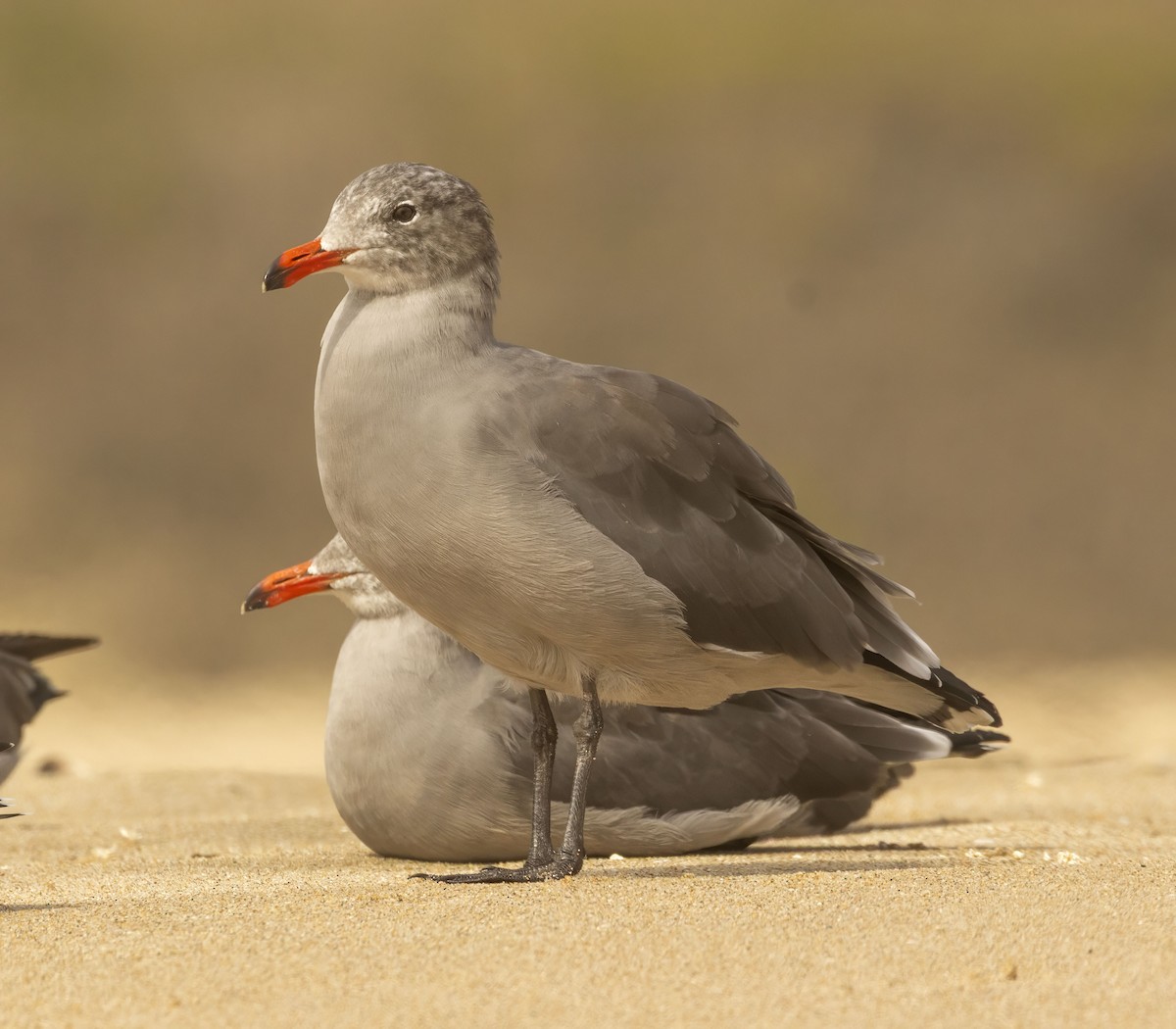 Heermann's Gull - ML642667834