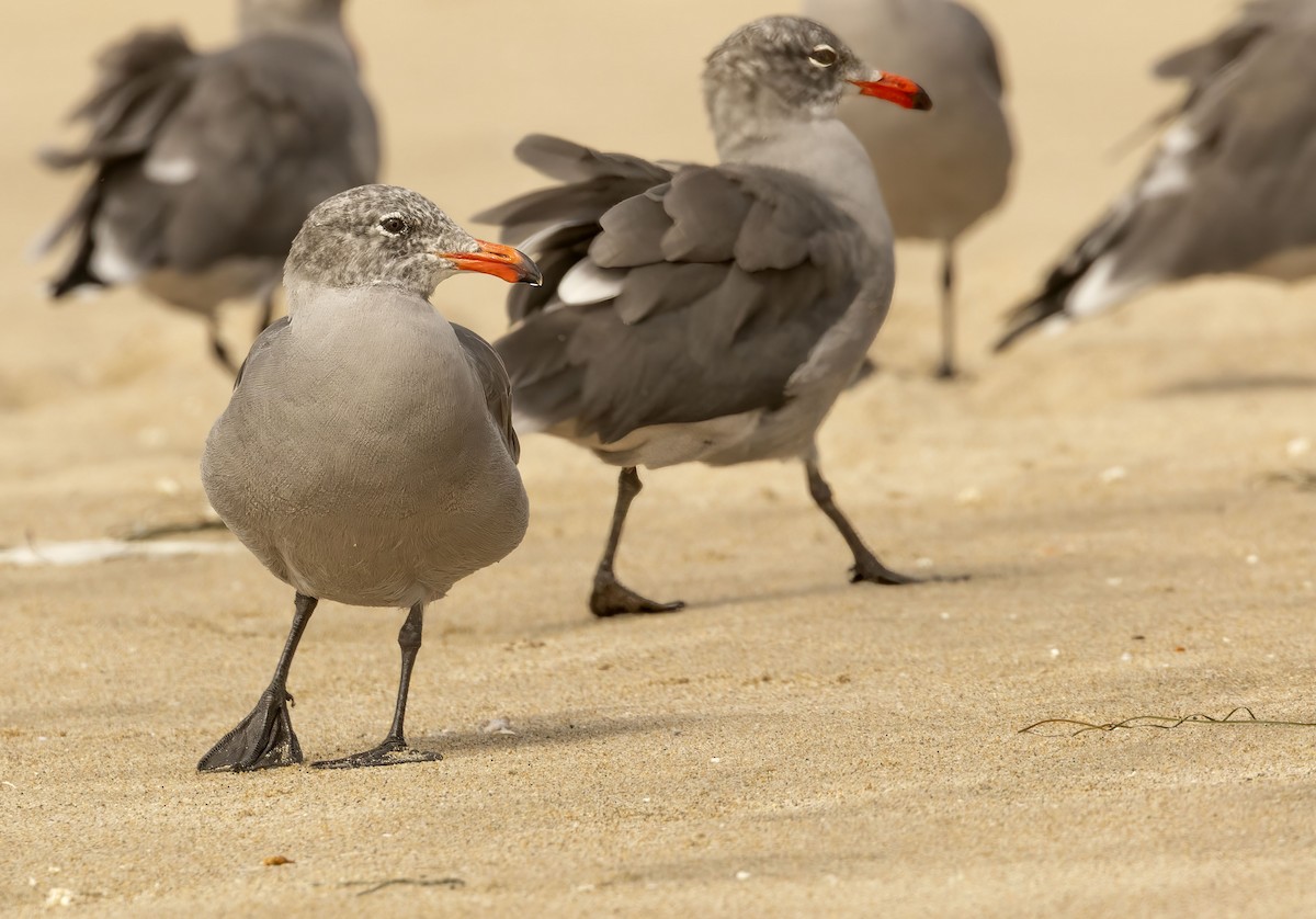Heermann's Gull - ML642667835