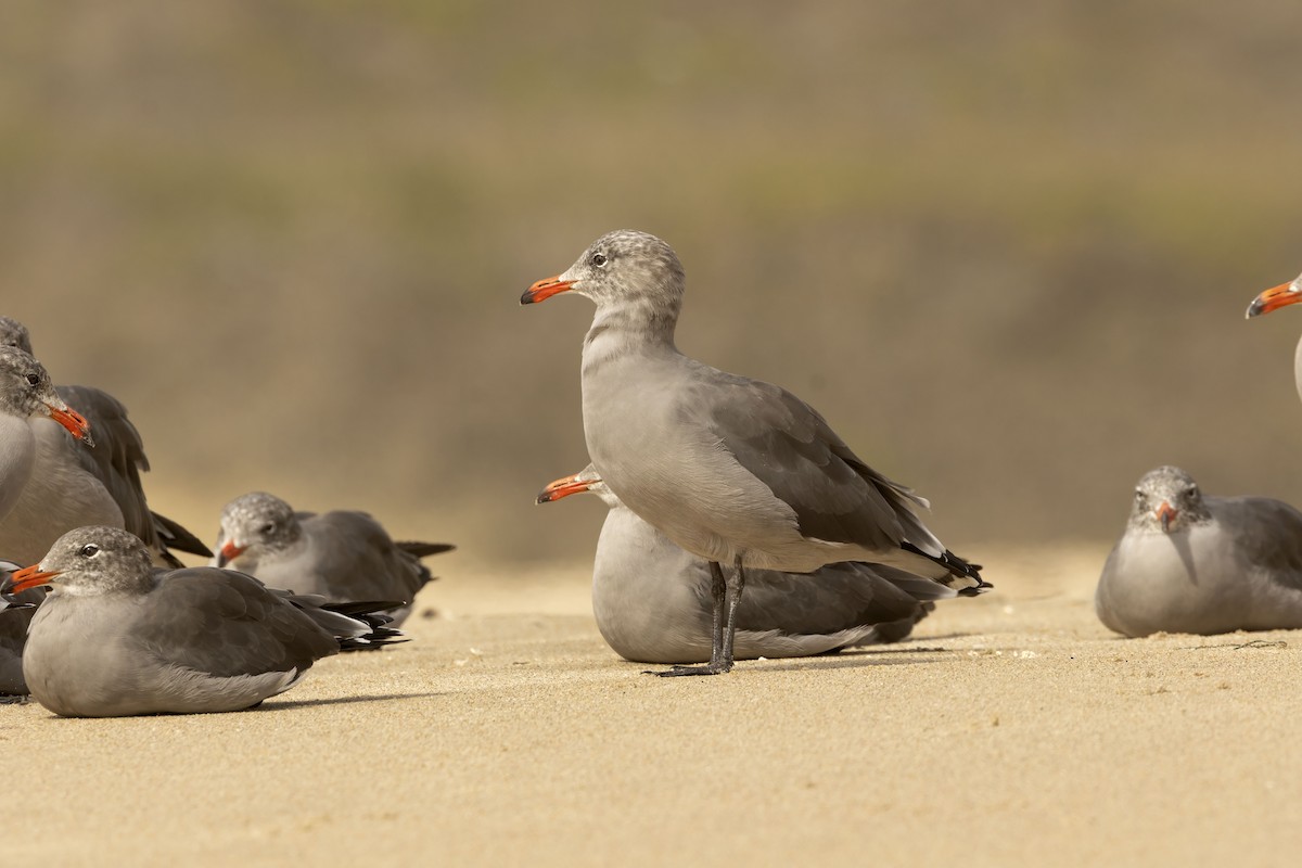 Heermann's Gull - ML642667836