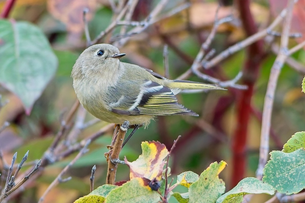Ruby-crowned Kinglet - ML642667842
