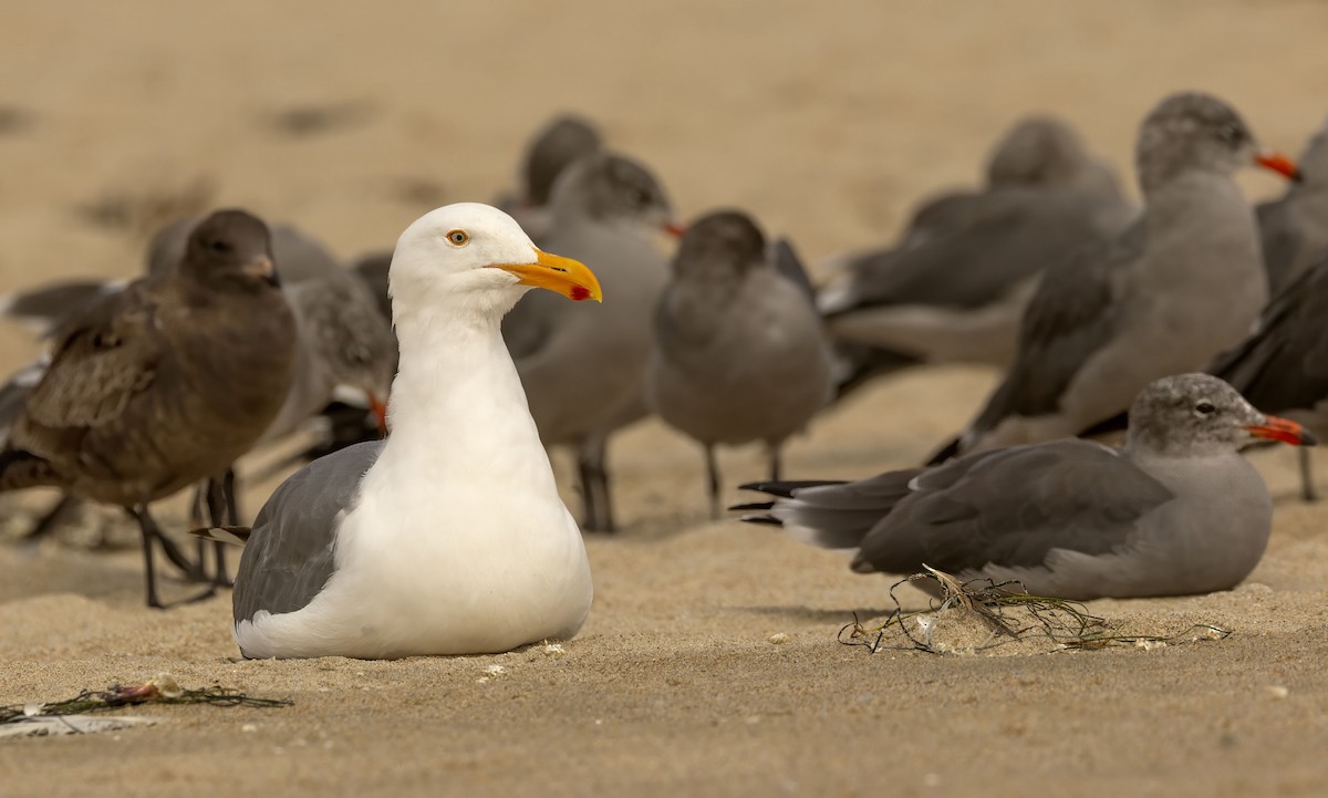 Western Gull - ML642667843