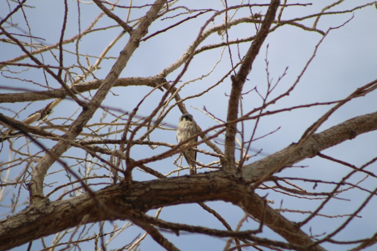 American Kestrel - ML642667846