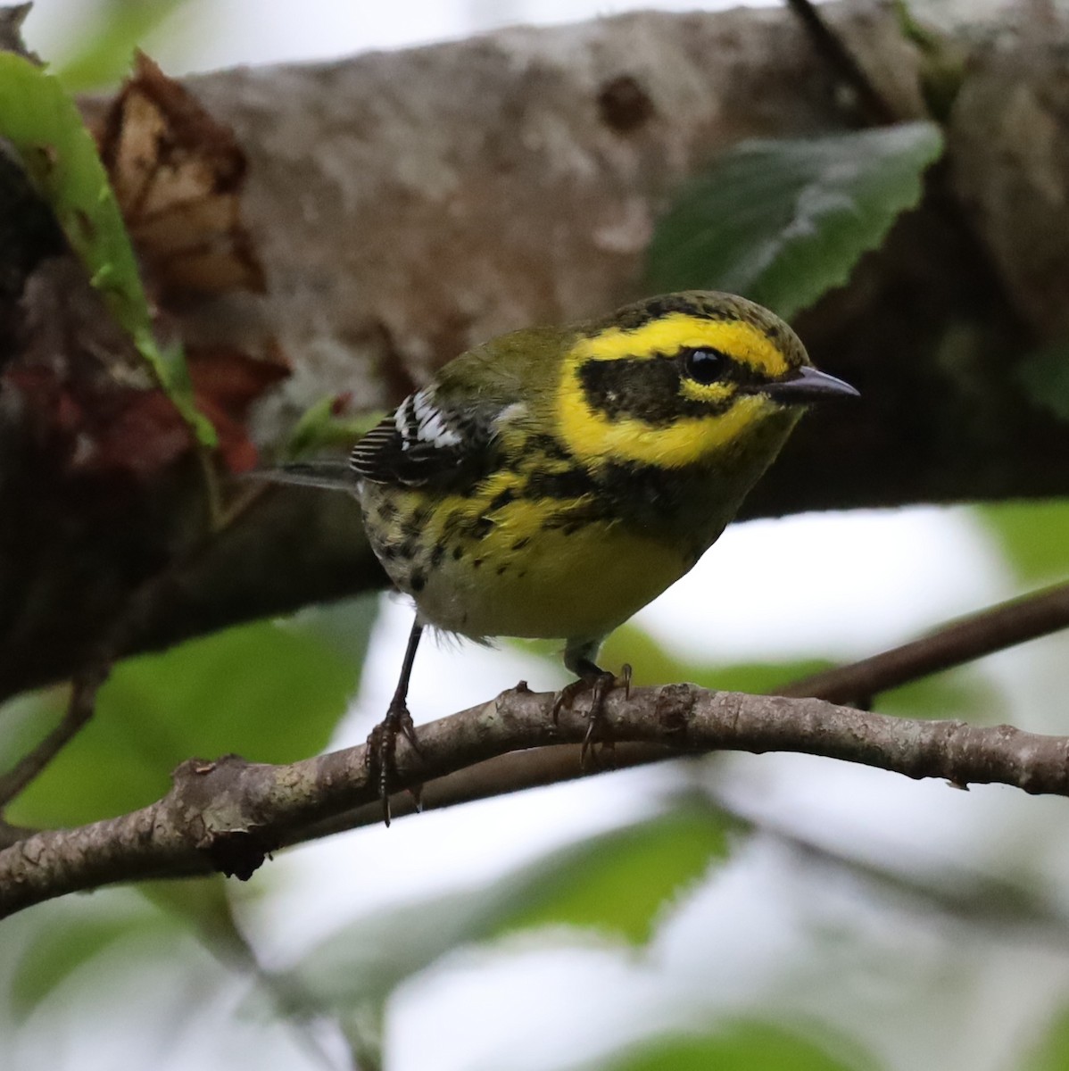 Townsend's Warbler - ML642667854