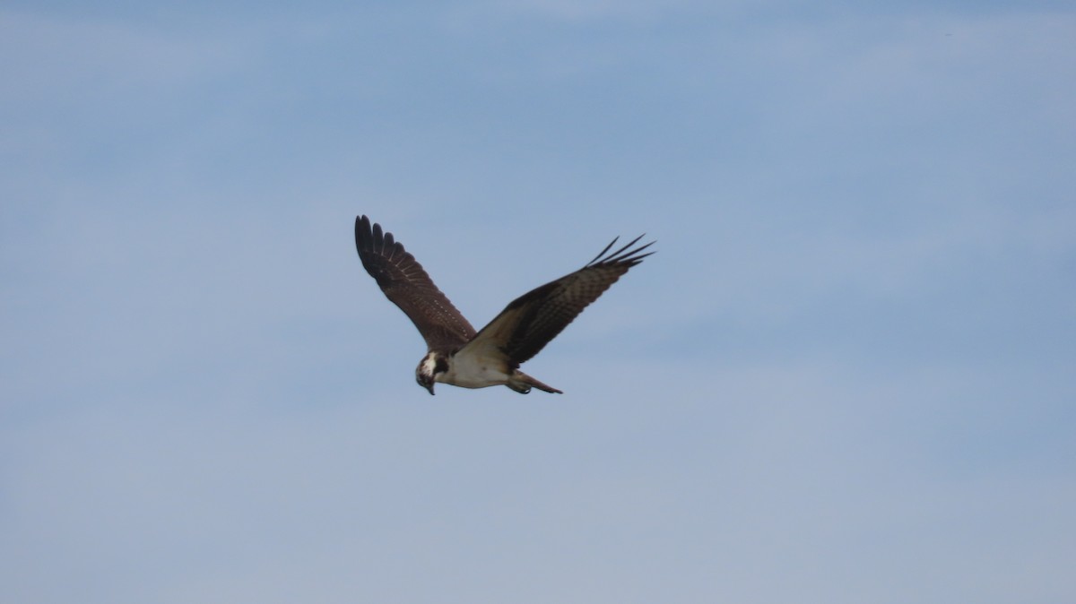 魚鷹(carolinensis) - ML642667857