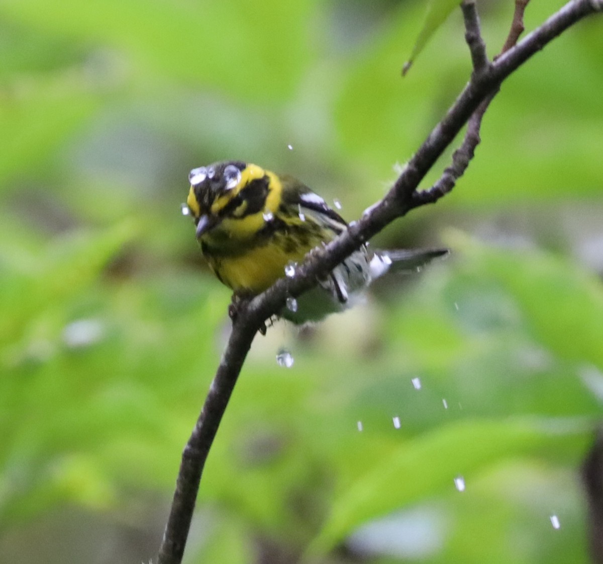 Townsend's Warbler - ML642667864