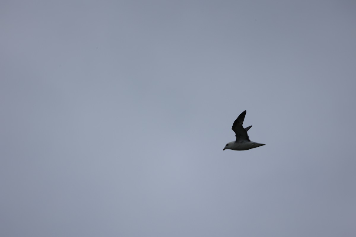 Northern Fulmar - ML642667865