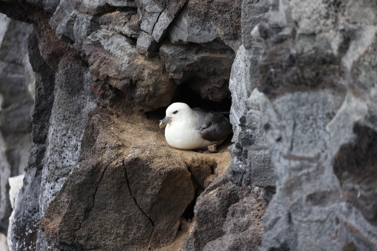 Northern Fulmar - ML642667867
