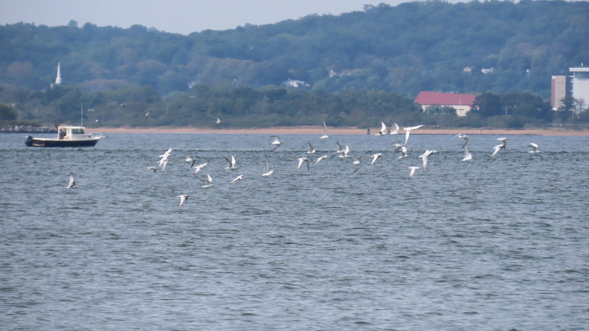 Forster's Tern - ML642667876