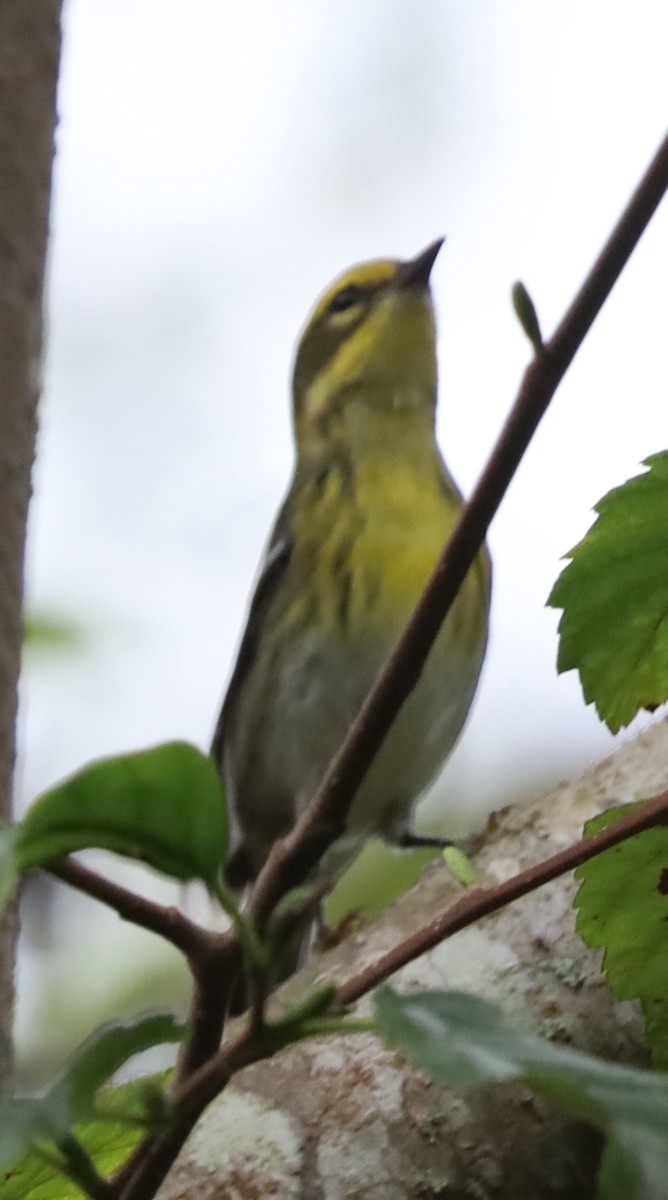 Townsend's Warbler - ML642667877