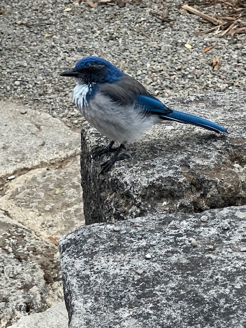 California Scrub-Jay - ML642667879