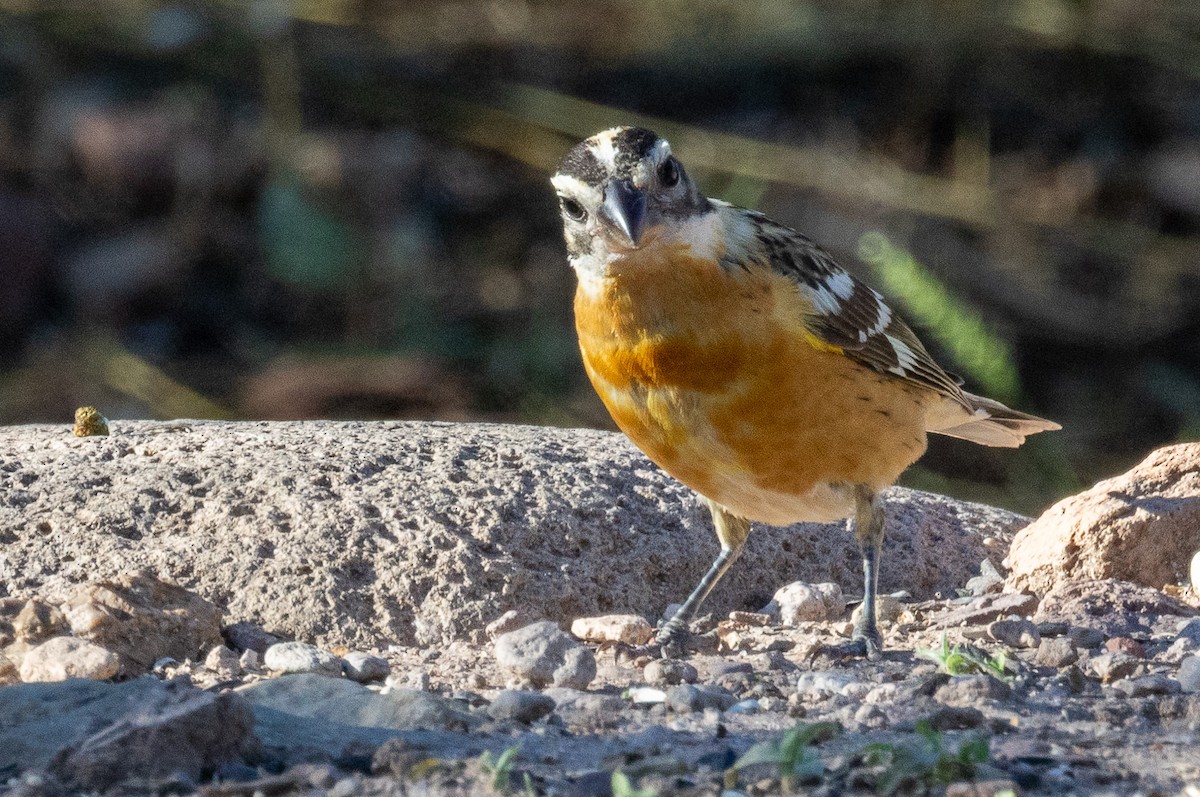 Black-headed Grosbeak - ML642667880