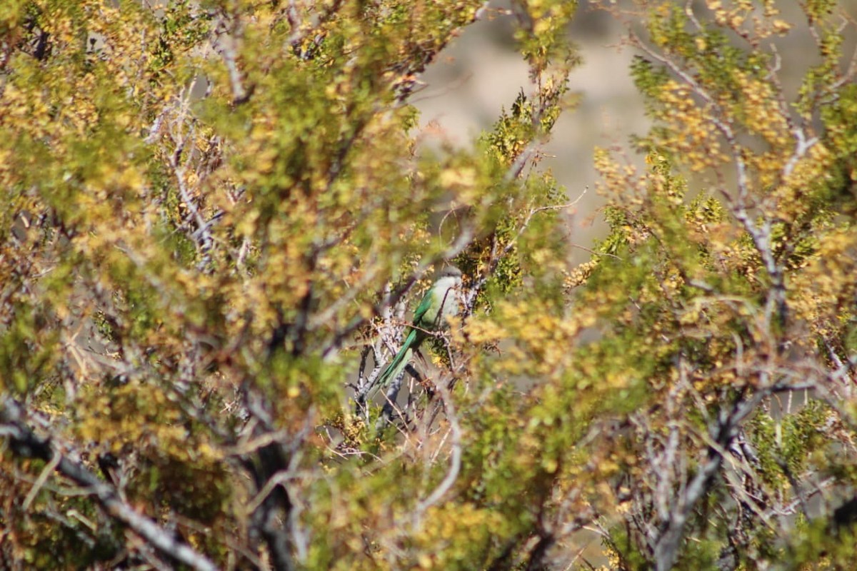 Gray-hooded Parakeet - ML642667883