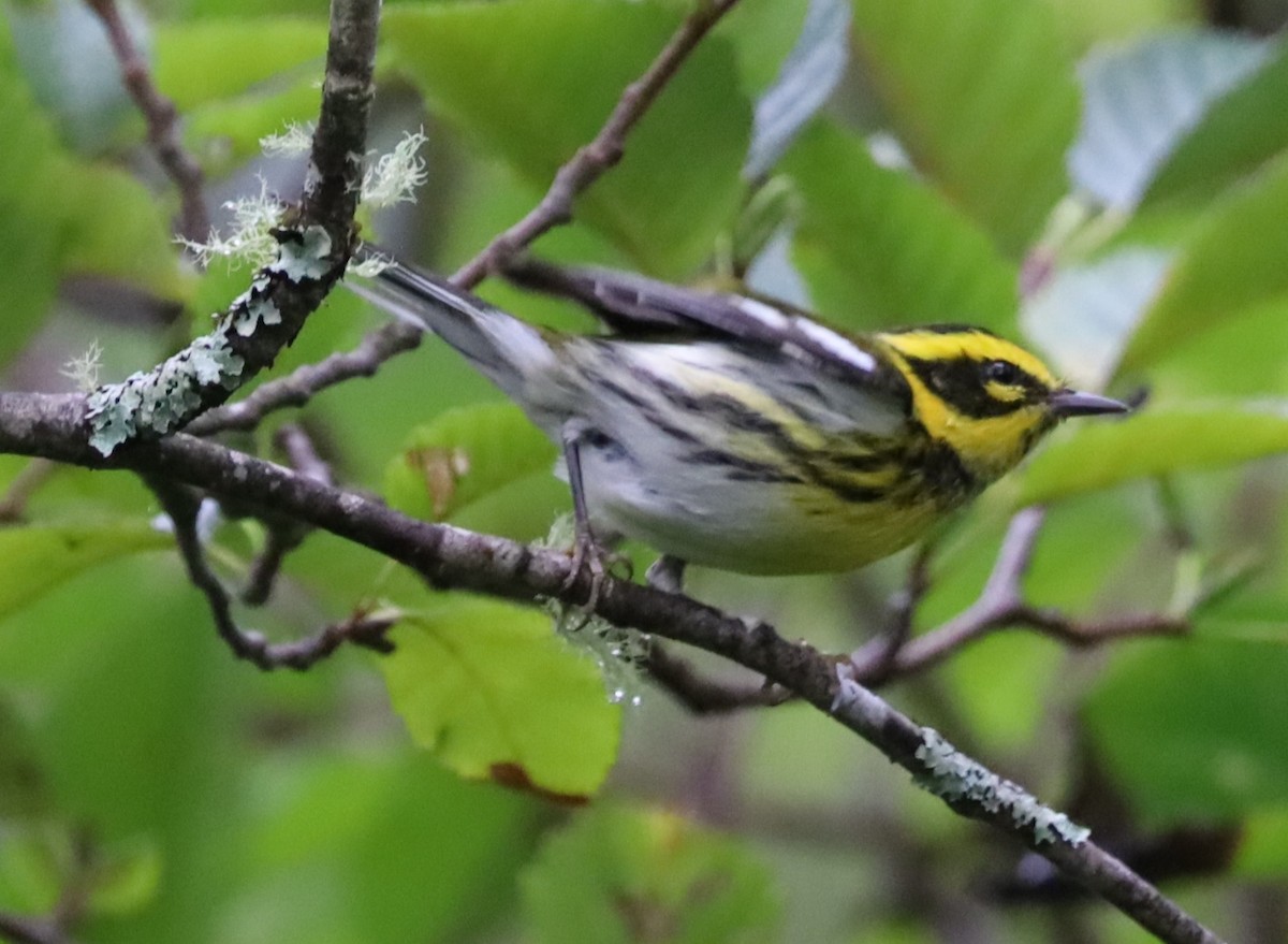 Townsend's Warbler - ML642667888